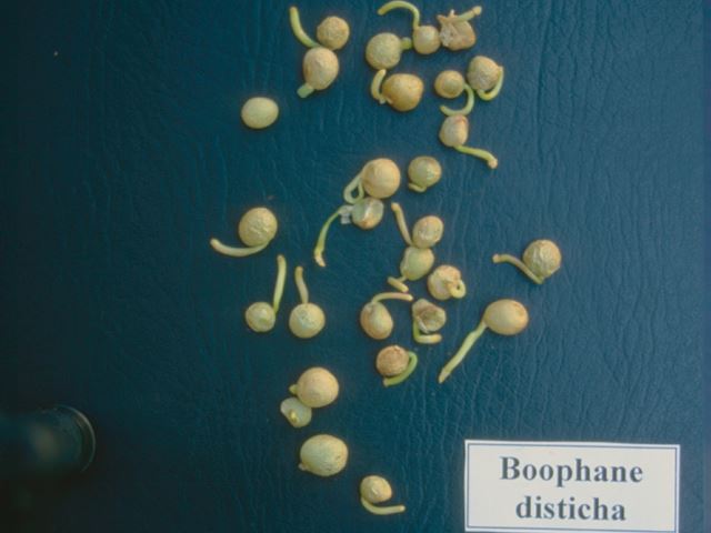 Boophane disticha seeds